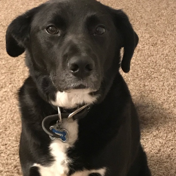 Welcome to Black Dog Vintage! - Picture 3 of 6